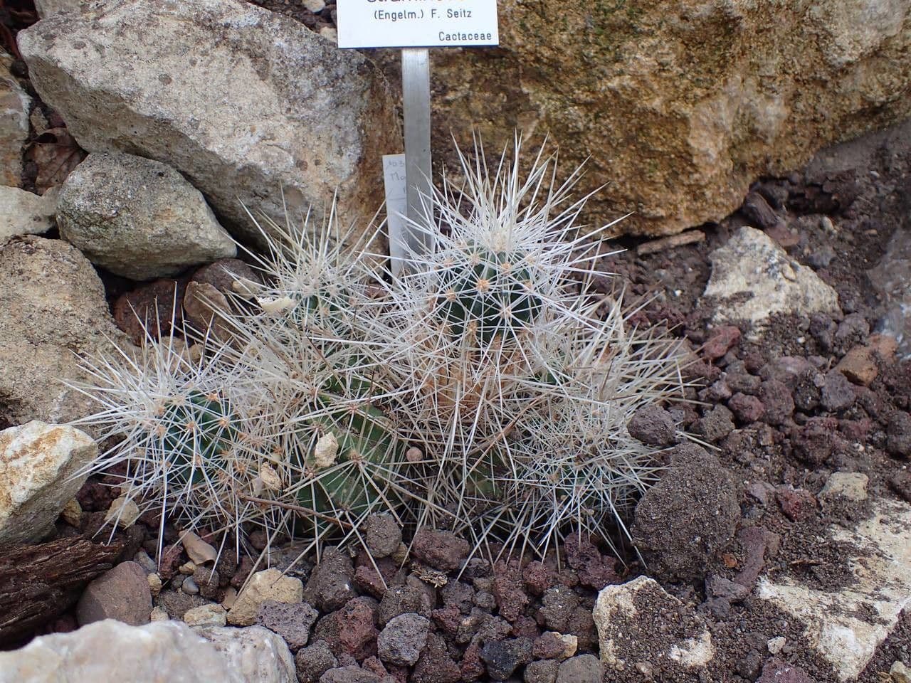 Cactus 2