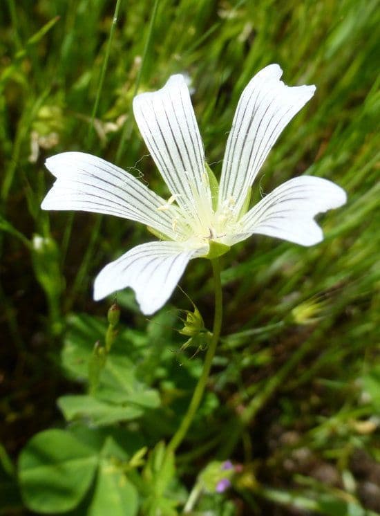 Limnanthes 2