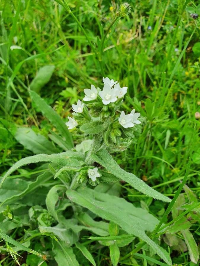 Anchusa 13