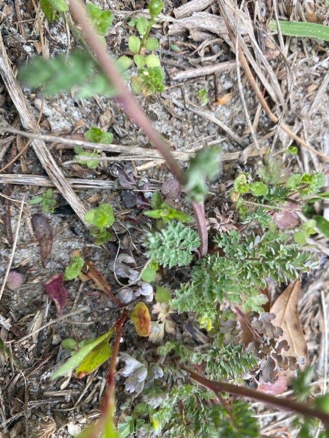 Corydalis dorada 12