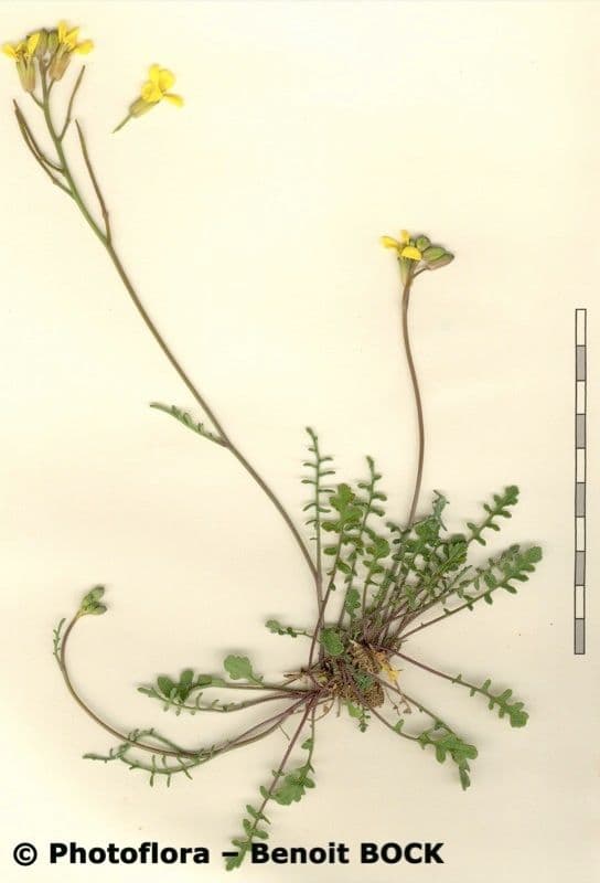 Islay-Senf 22