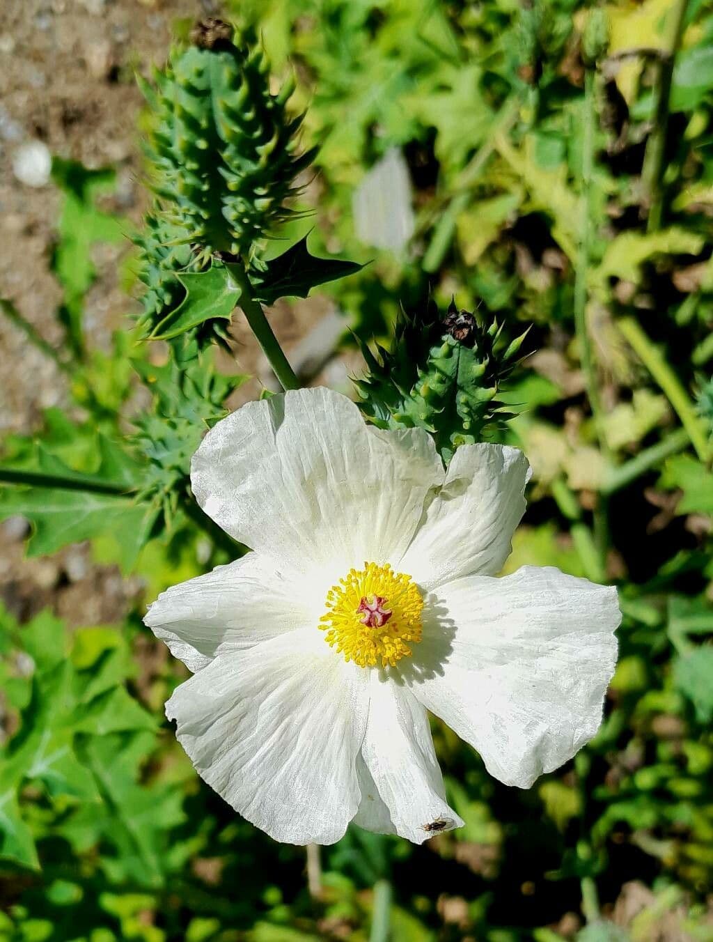 Argemone polyanthemos 3