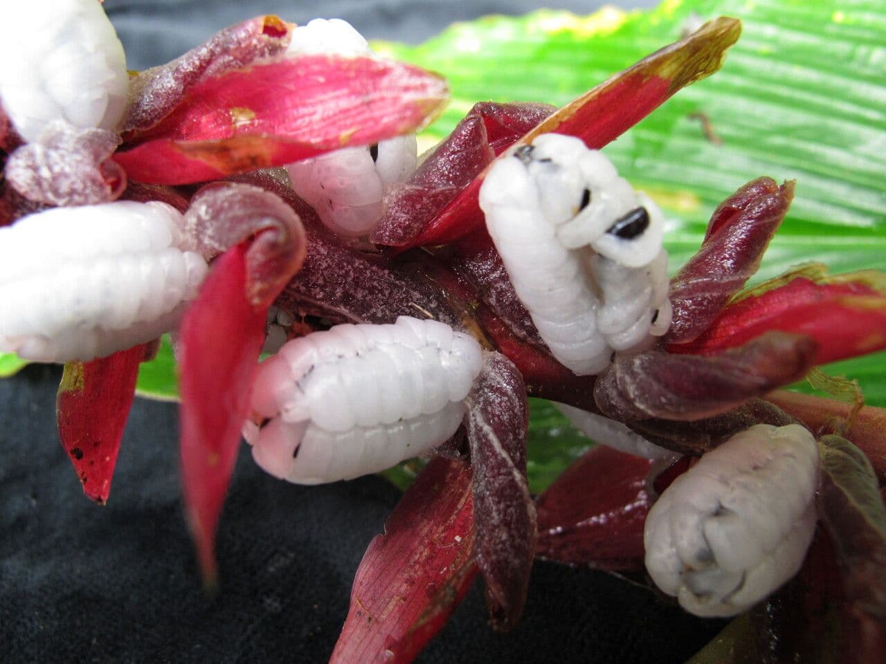 Cautleya 10