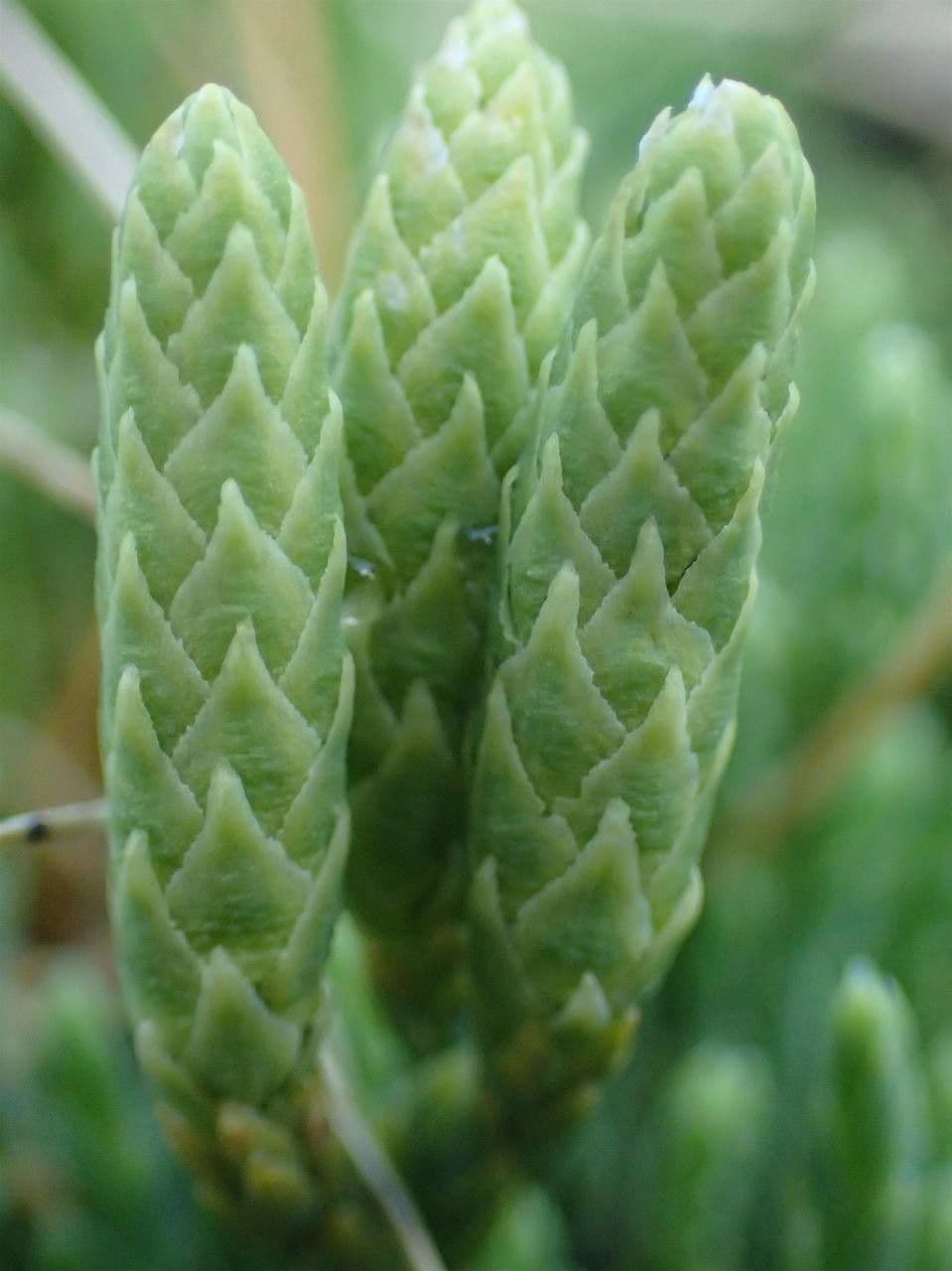 Lycopodium alpinum 2