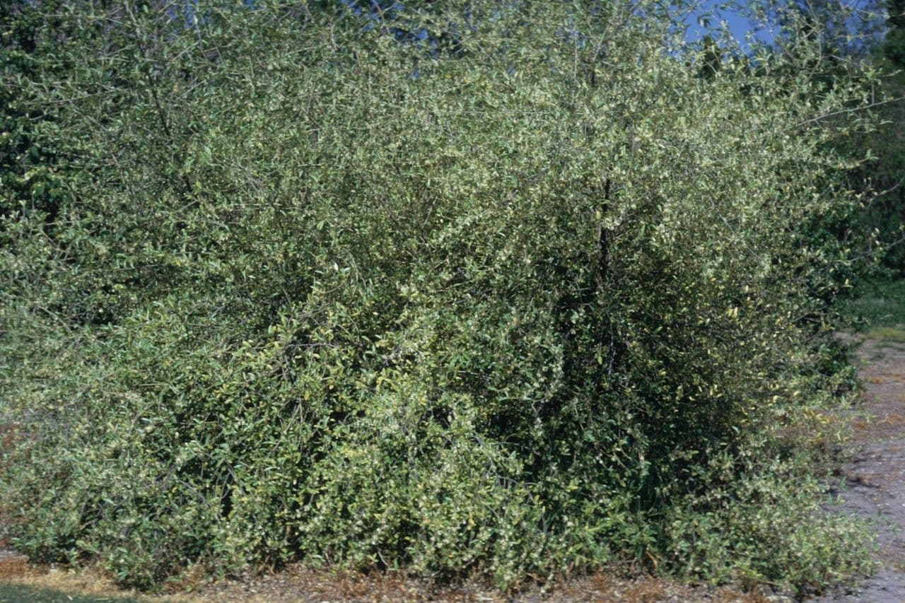 Elaeagnus multiflora 12