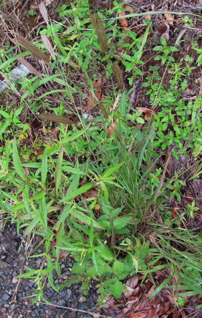 Chloris 2