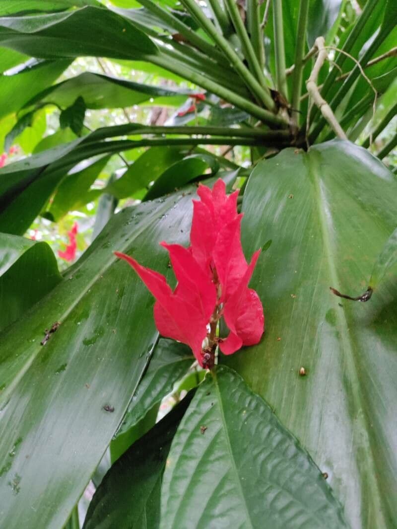 Ruellia 3