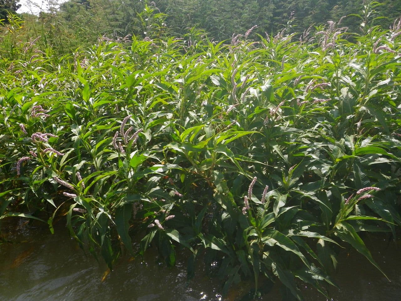 Persicaria 6