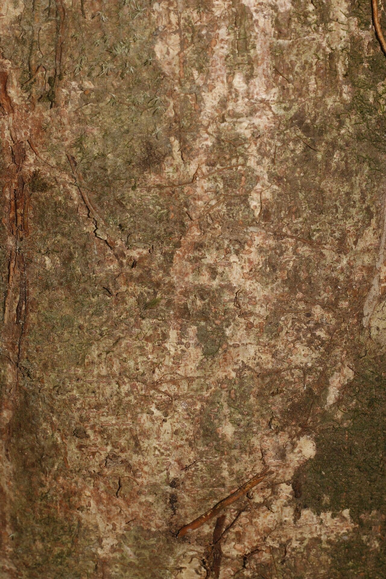 Lonchocarpus 15