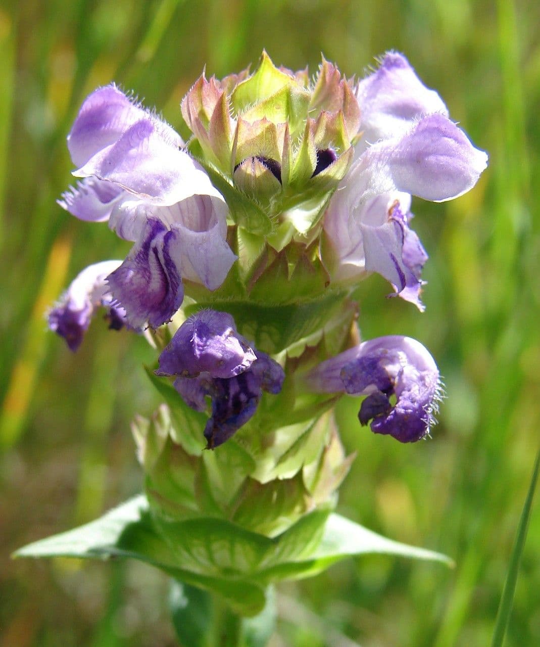 Prunella 7