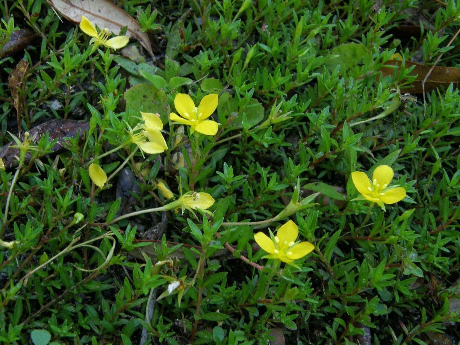 Ludvigia