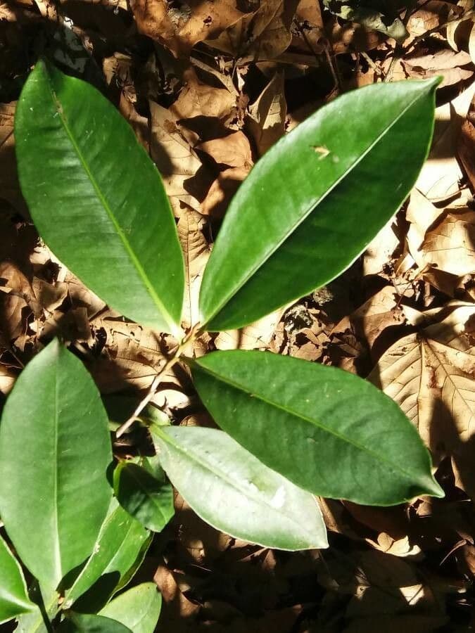 Palicourea crocea 16