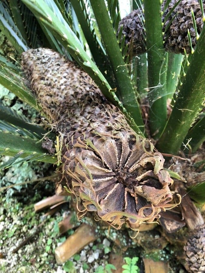 Moore-Zamia 10