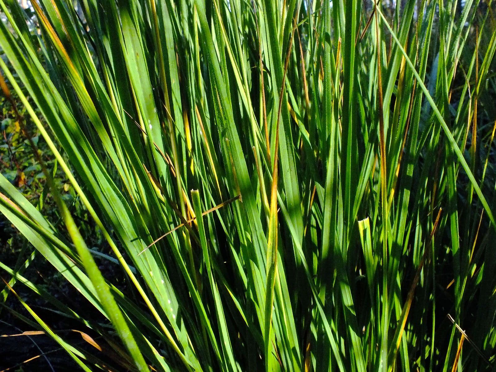 Molinia 20