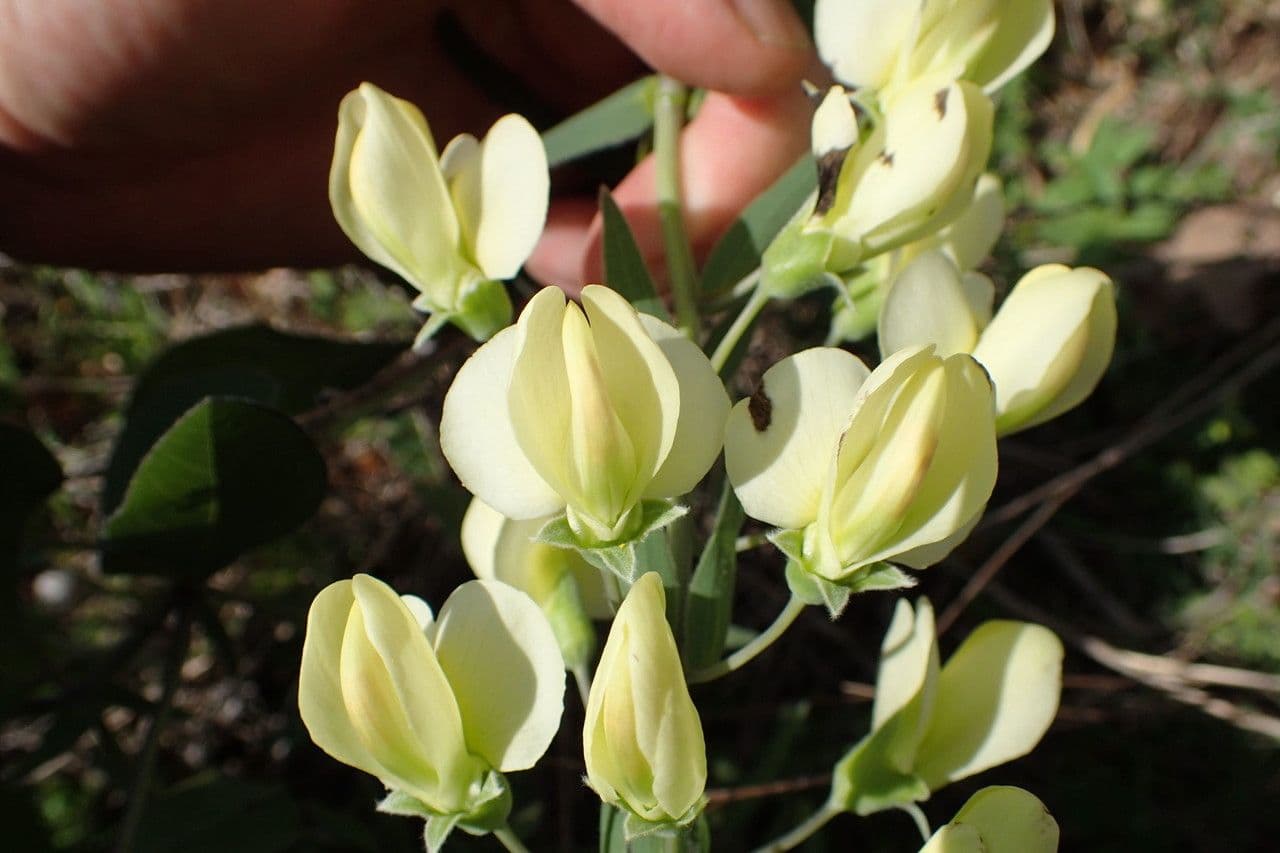 Baptisia bracteata 5