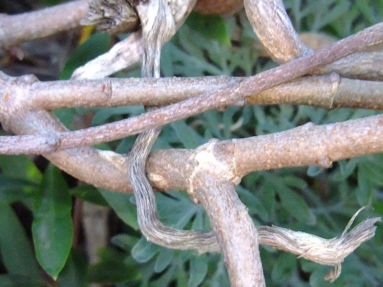Periploca laevigata 22