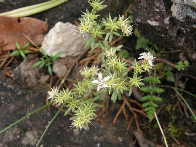 Sedum 5