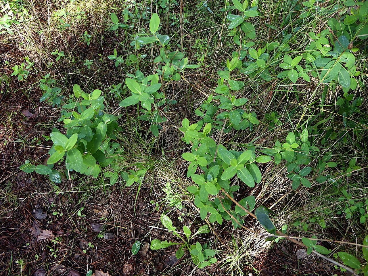 Wald-Geißblatt 15