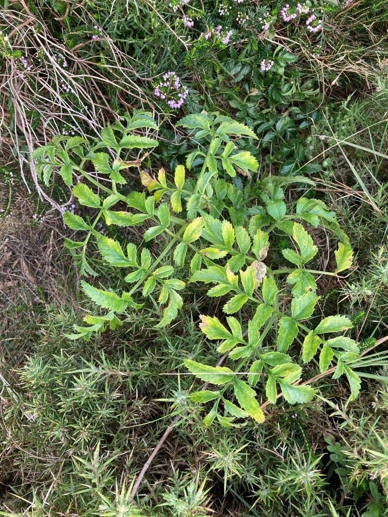 Angelica pachycarpa 6