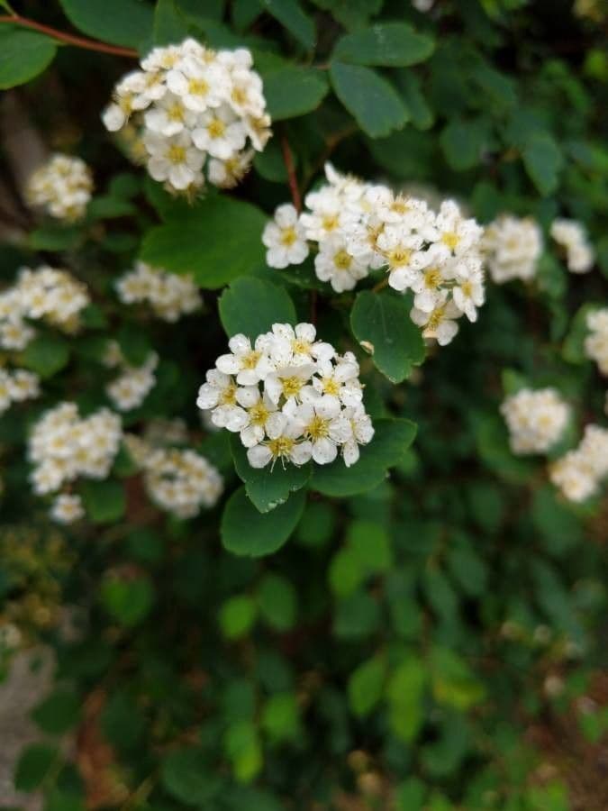 Spirea trilobata 6