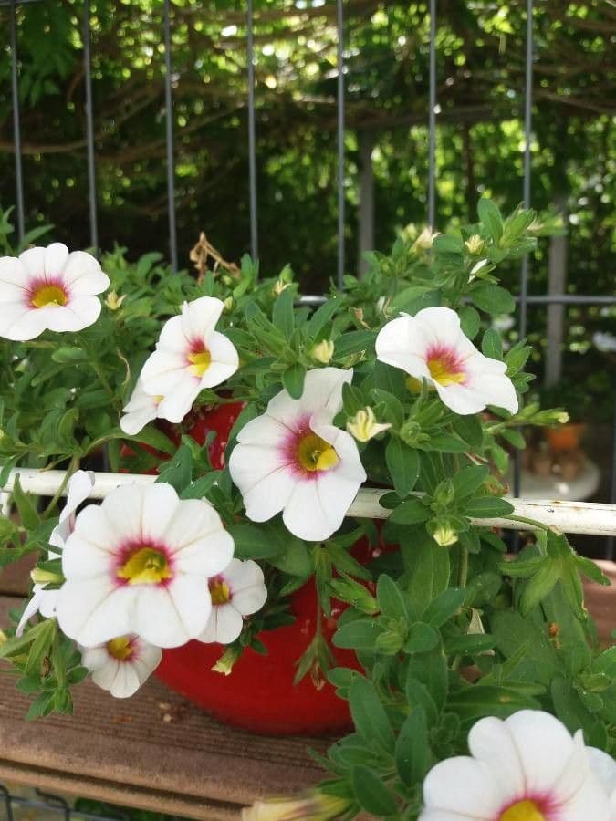 Kleinblütige Kalibrachoa 5