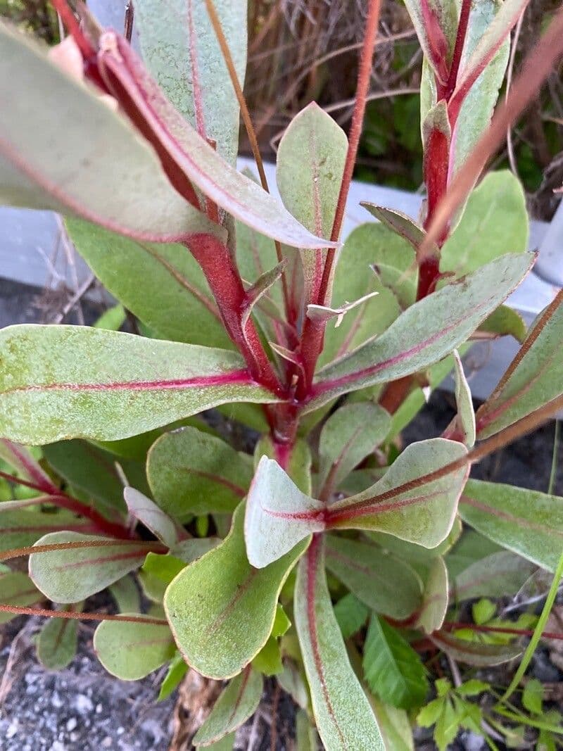 Samolo ebracteatus 9
