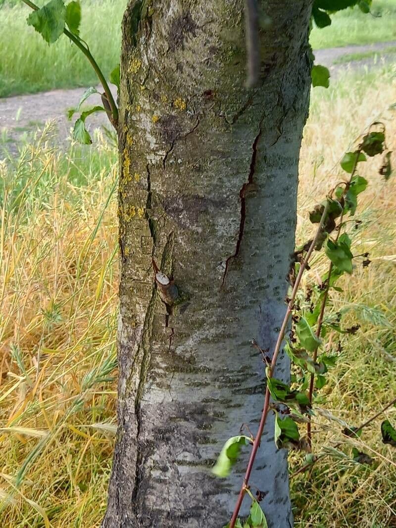 Prugna Damaschina 22