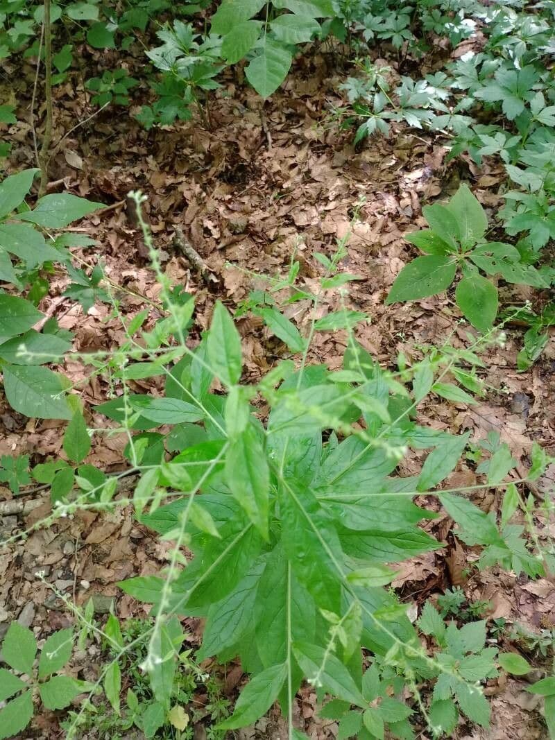 Hackelia virginiana 10