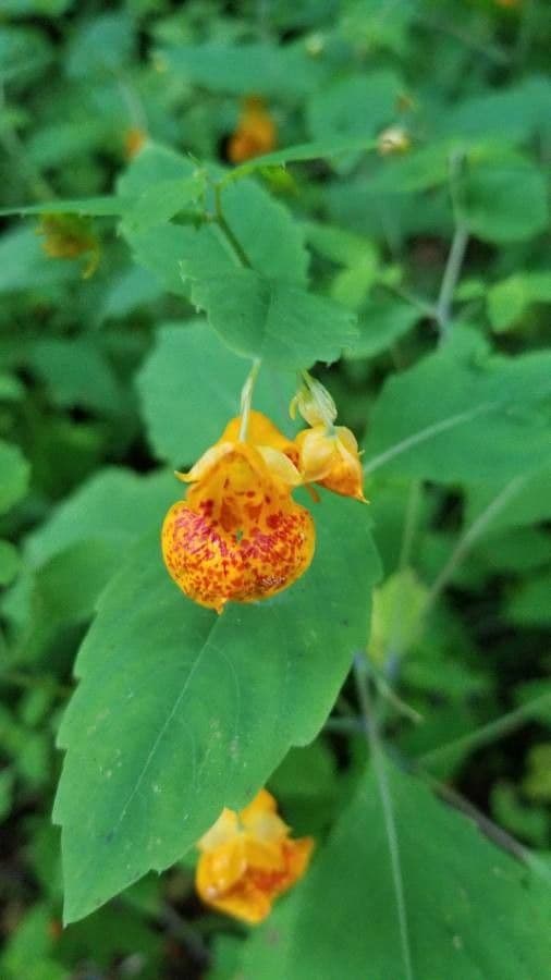 Impatiens pallida 4