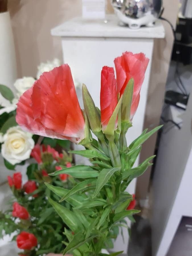 Clarkia amoena 5