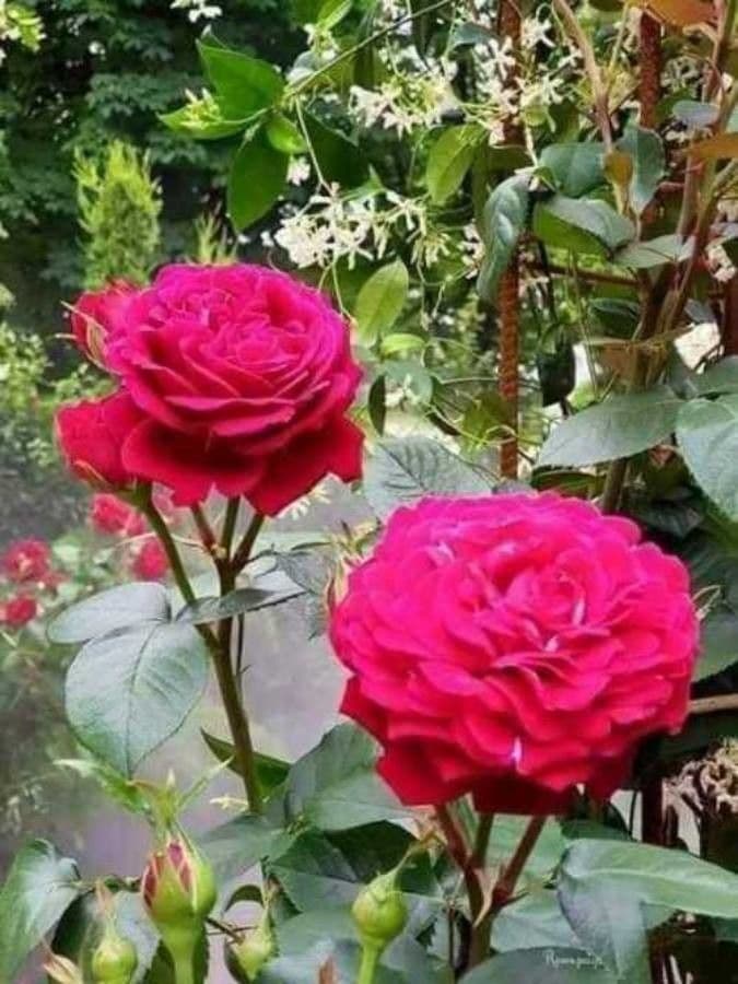 Rosa 4