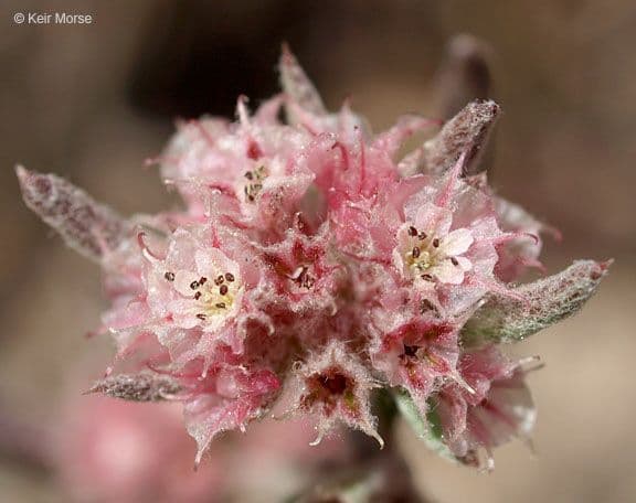 Chorizanthe 4