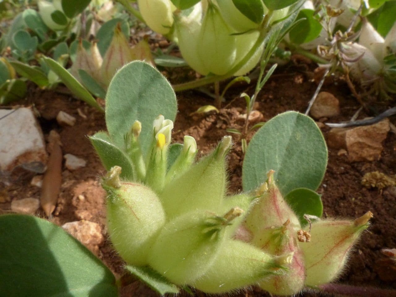 Tripodion tetraphyllum 27