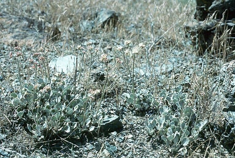 Blue mountain buckwheat 6