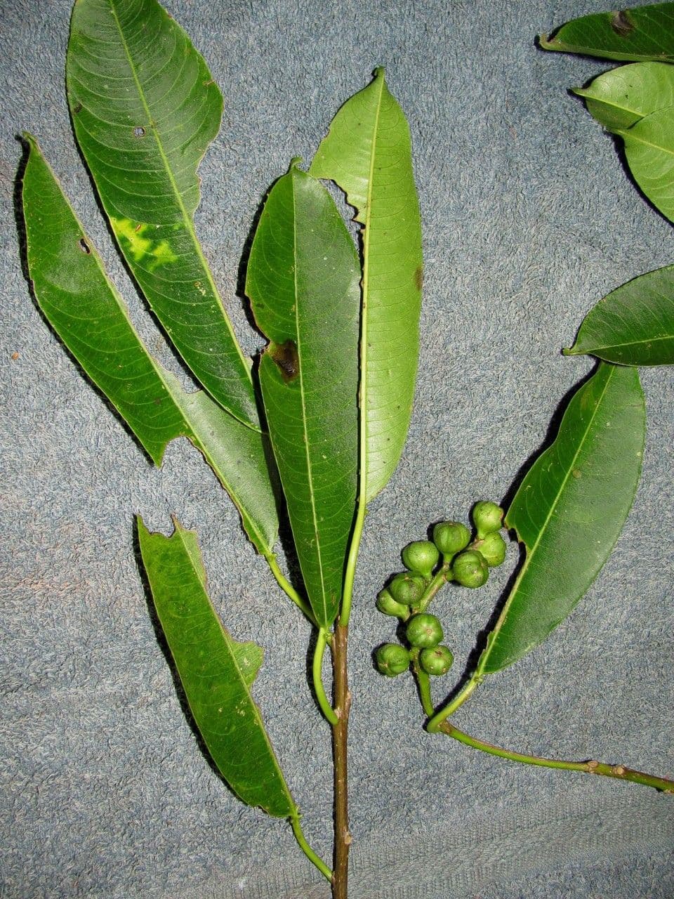 Sapium 6