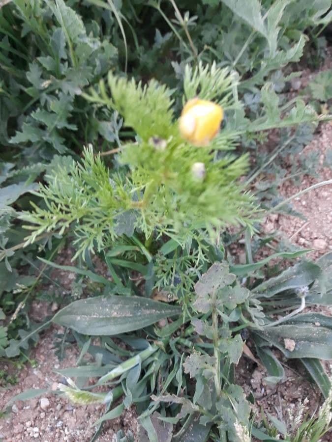 Adonis microcarpa 17