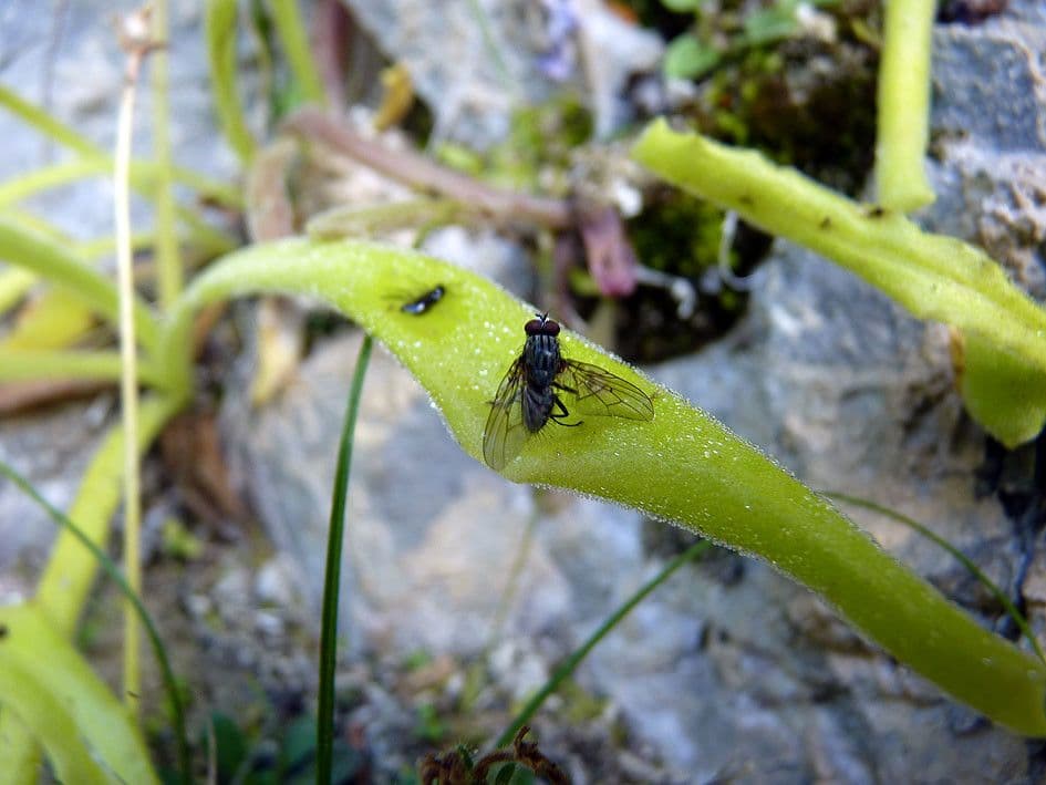 Pinguicula 17