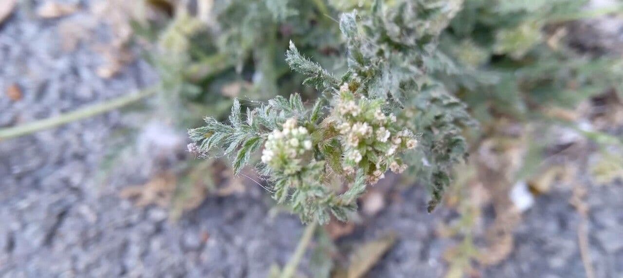Lappola nodosa 7