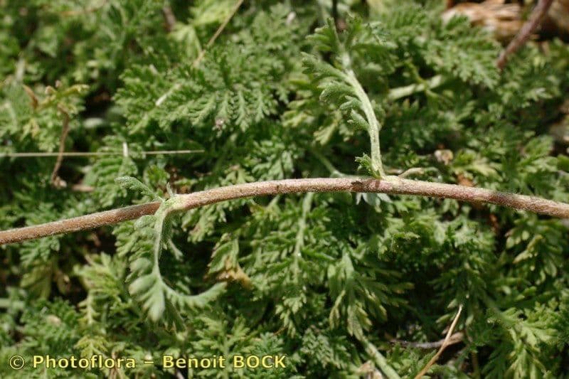Achillea odorata 18