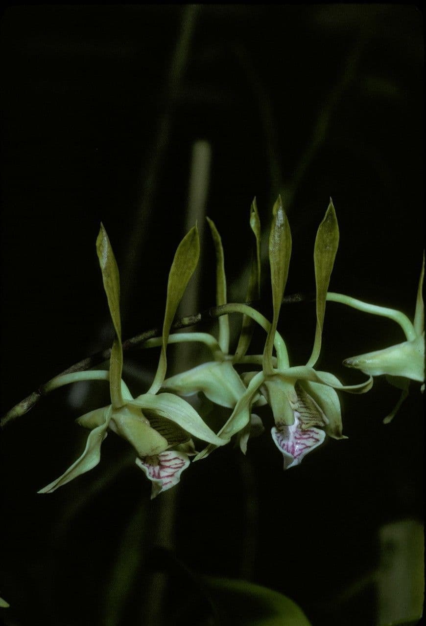 Zweischwänziges Dendrobium