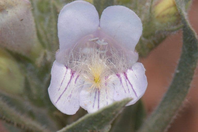 Penstemon