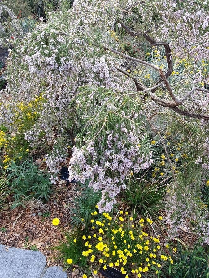 Buddleja