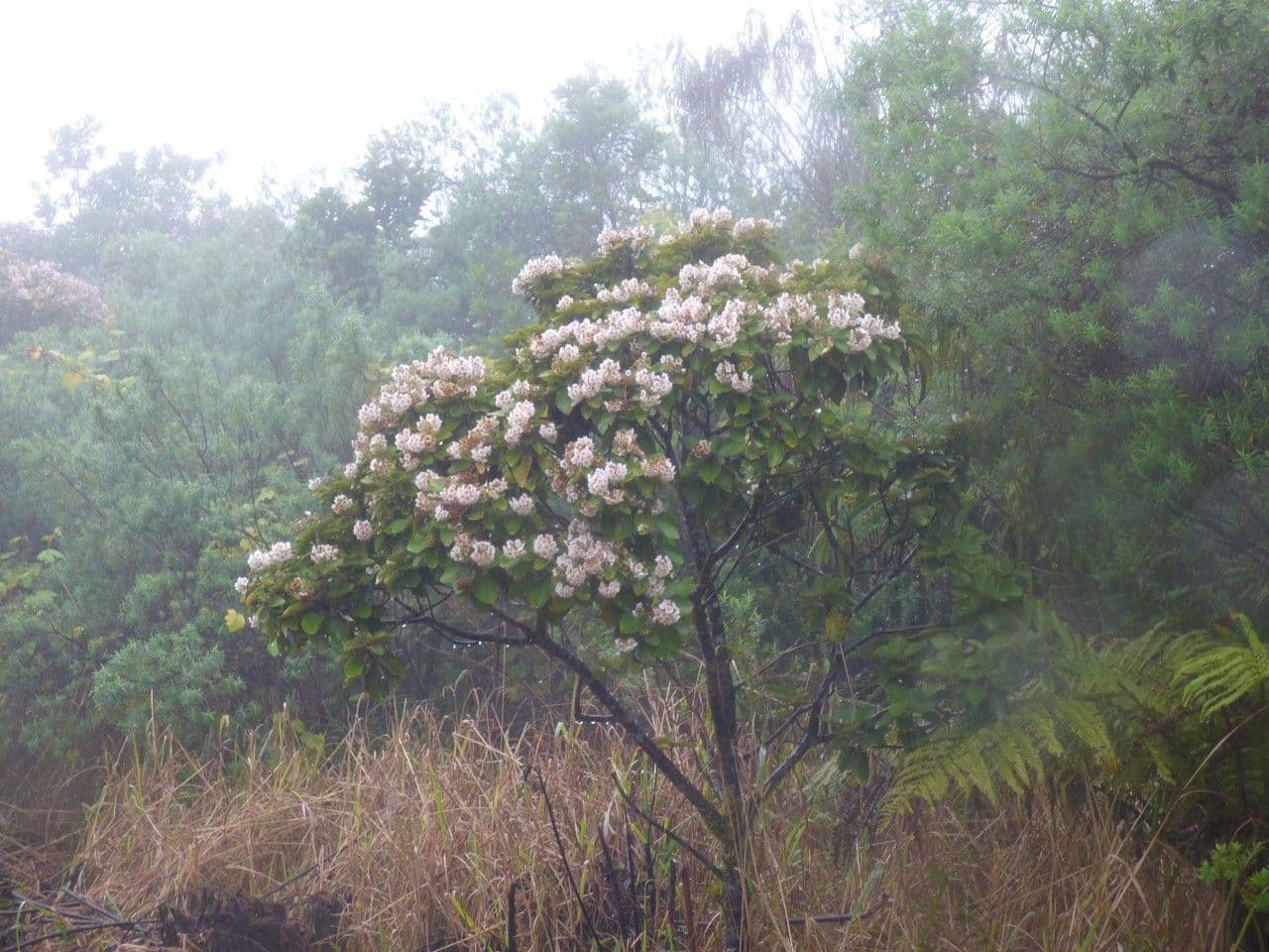 Feigenblättrige Dombeya 8