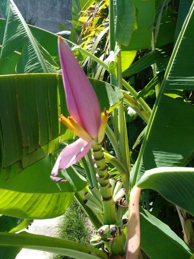 Banan fieristico 5