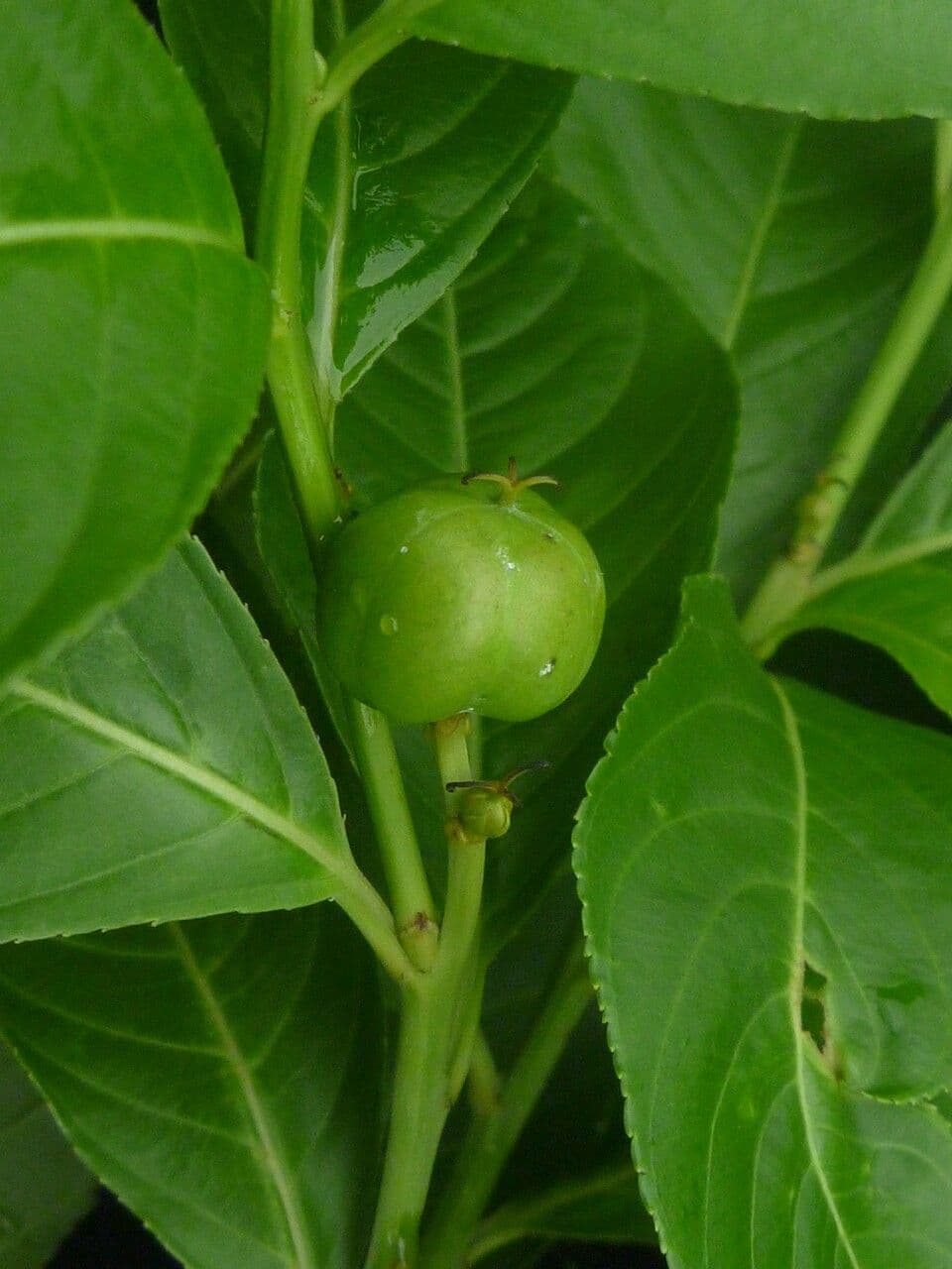 Excoecaria 4