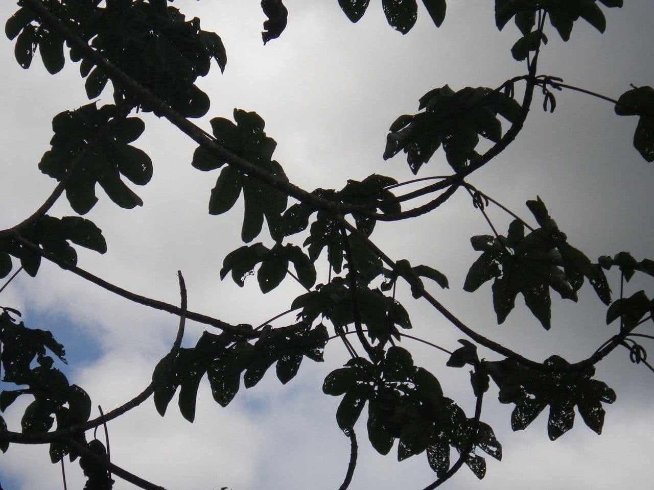 Cecropia 7