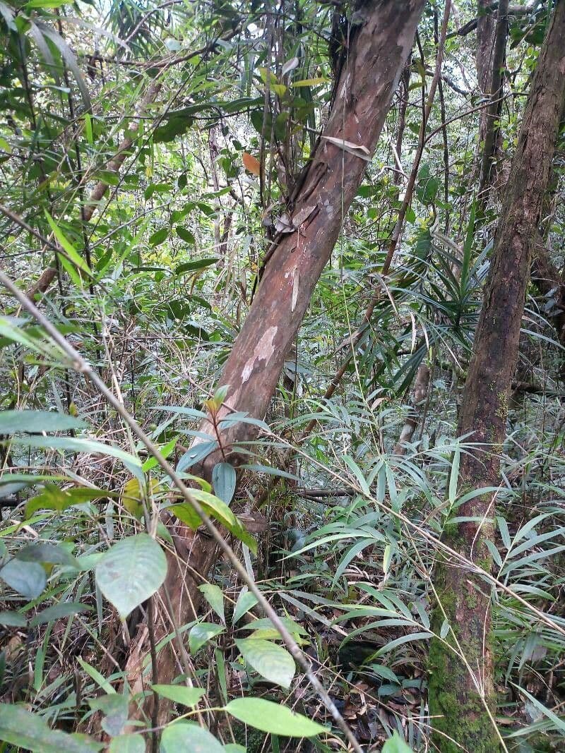 Tristaniopsis 4