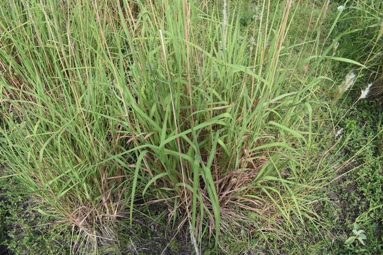 Bothriochloa 7