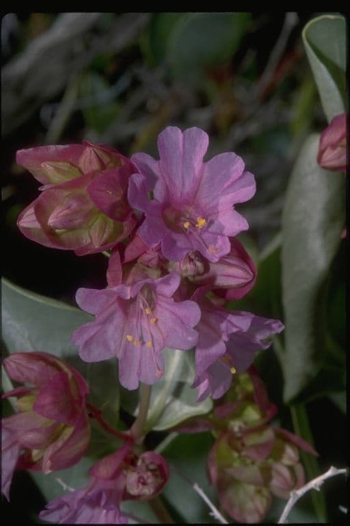 Mirabilis alata 2