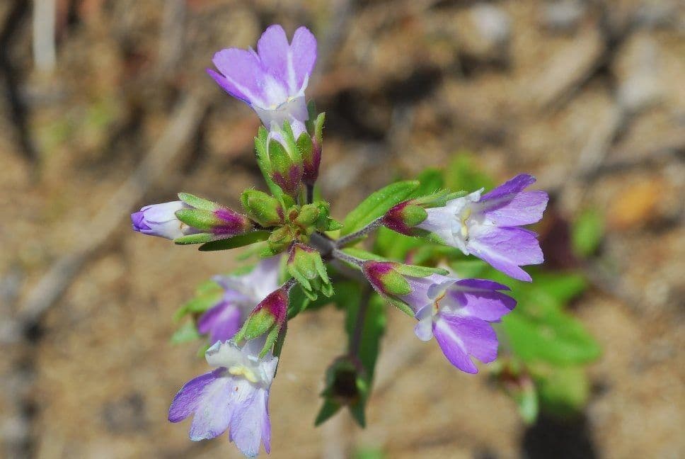 Collinsia viola 4